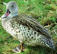 Cape Teal