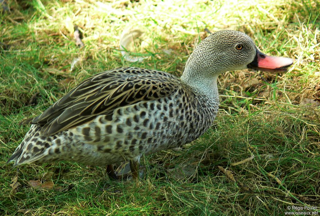 Canard du Cap mâle adulte