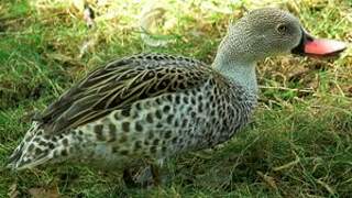 Cape Teal