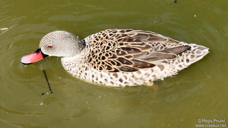 Cape Teal, identification