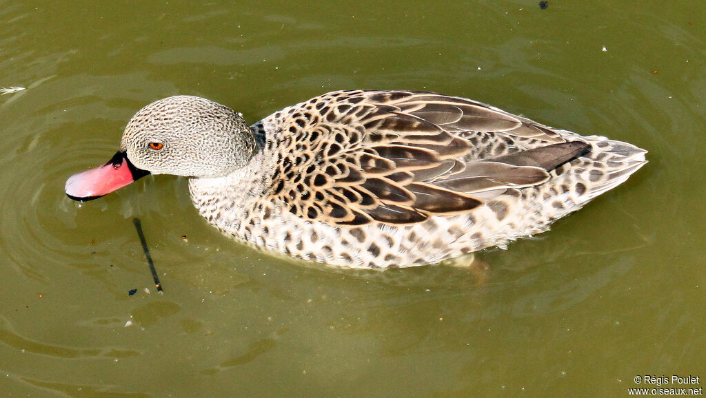 Canard du Cap, identification