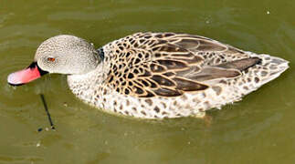 Cape Teal