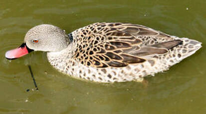 Canard du Cap