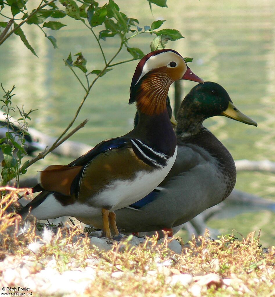 Canard mandarin mâle adulte