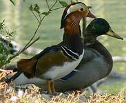 Canard mandarin