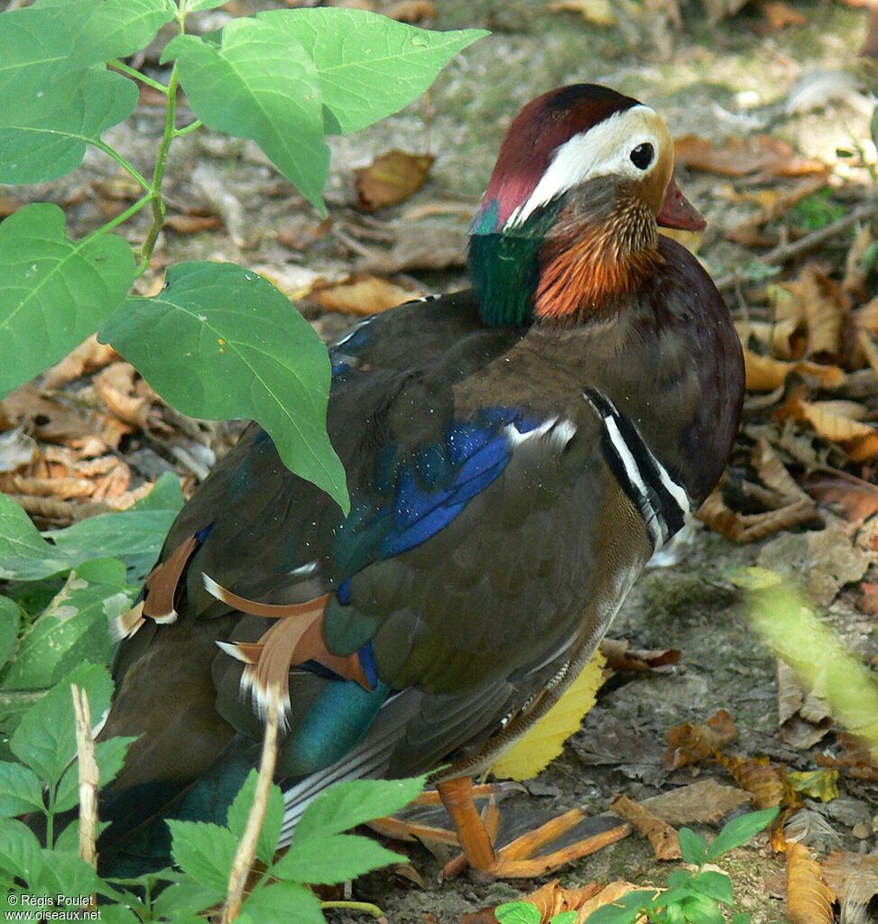 Mandarin Duck male adult