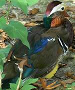 Mandarin Duck