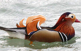 Mandarin Duck