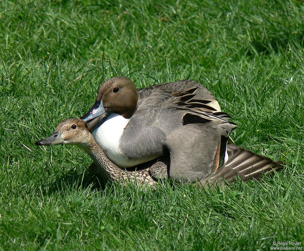 Canard pilet adulte nuptial