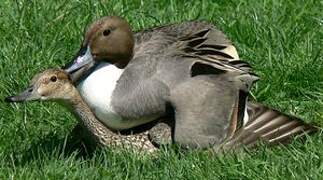 Northern Pintail