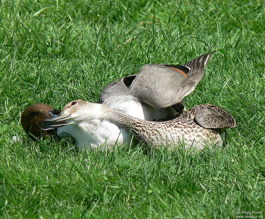 Canard pilet adulte nuptial