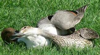 Northern Pintail