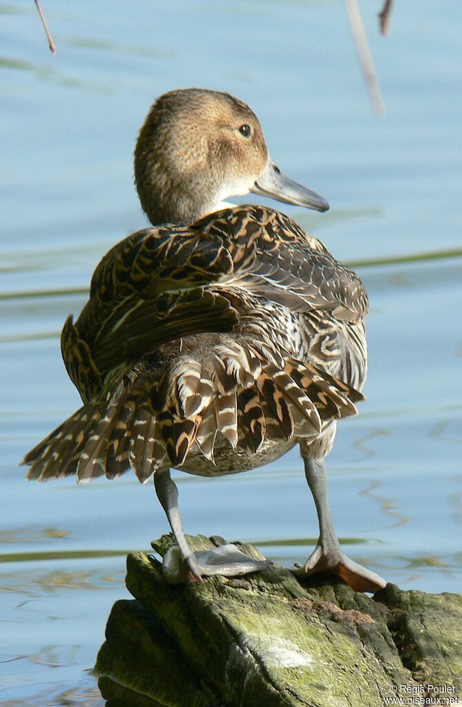 Canard pilet femelle adulte