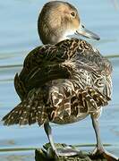 Northern Pintail