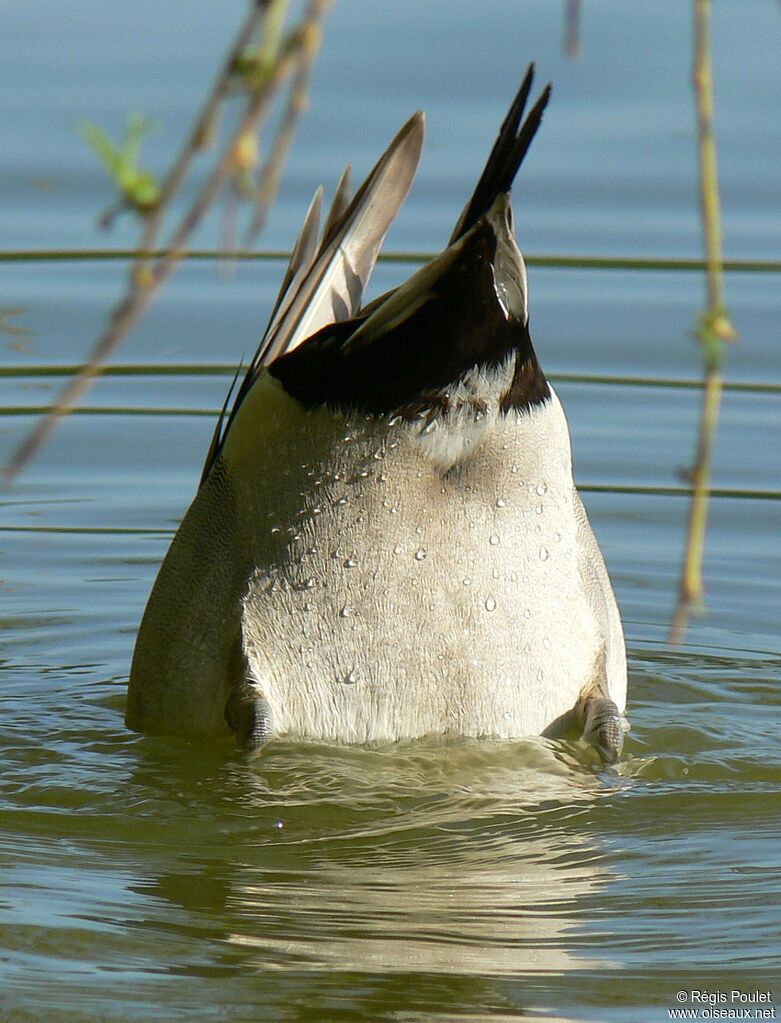 Canard pilet mâle