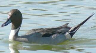 Canard pilet