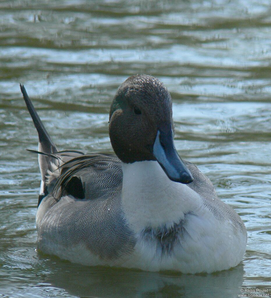 Northern Pintail male adult breeding