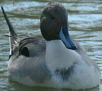 Northern Pintail