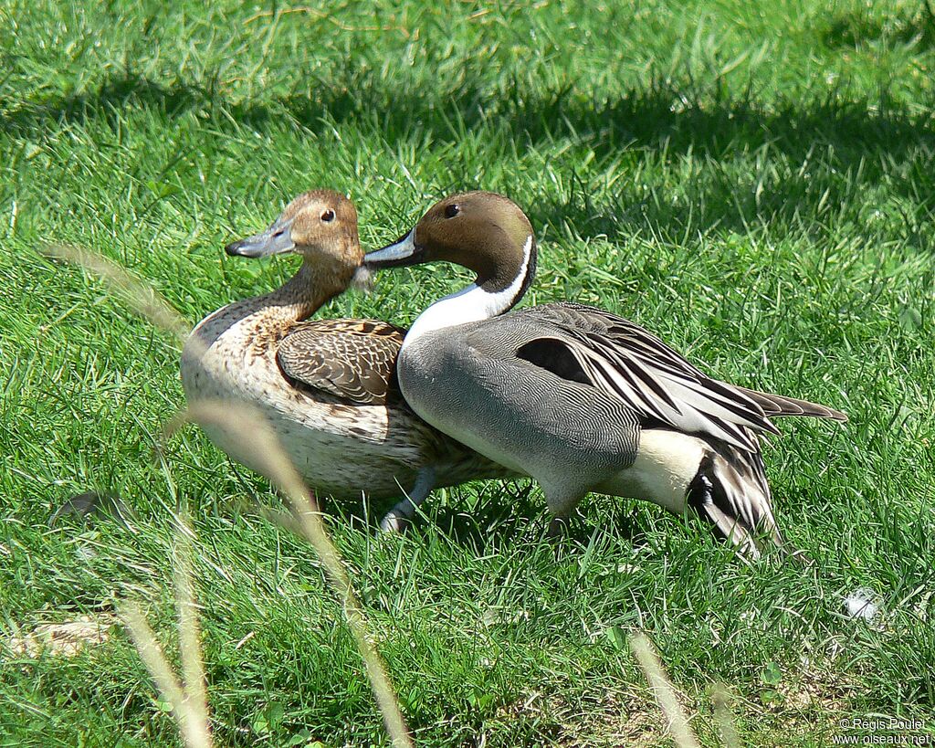 Northern Pintail 