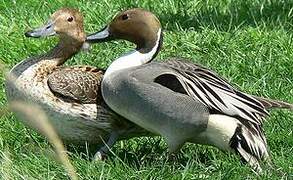 Northern Pintail