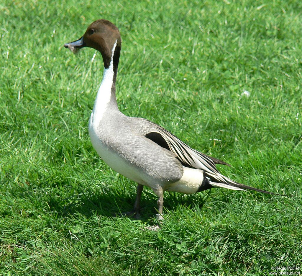 Canard pilet mâle adulte nuptial