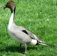 Northern Pintail