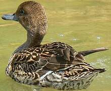 Northern Pintail