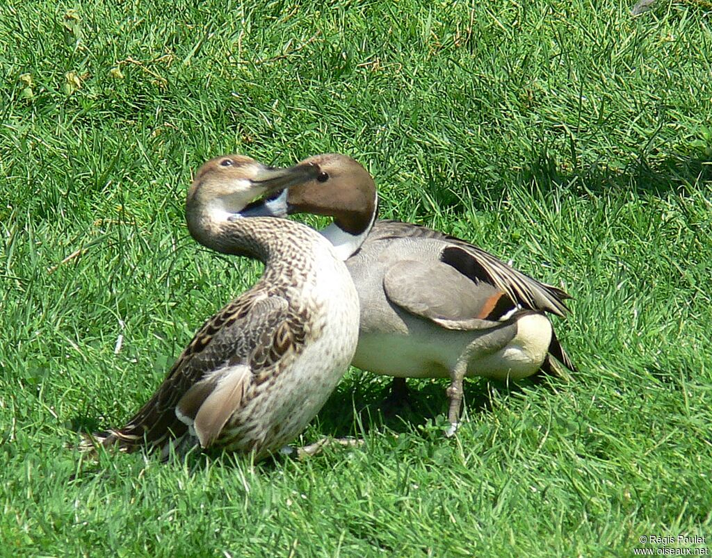 Canard pilet adulte nuptial