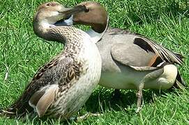 Northern Pintail