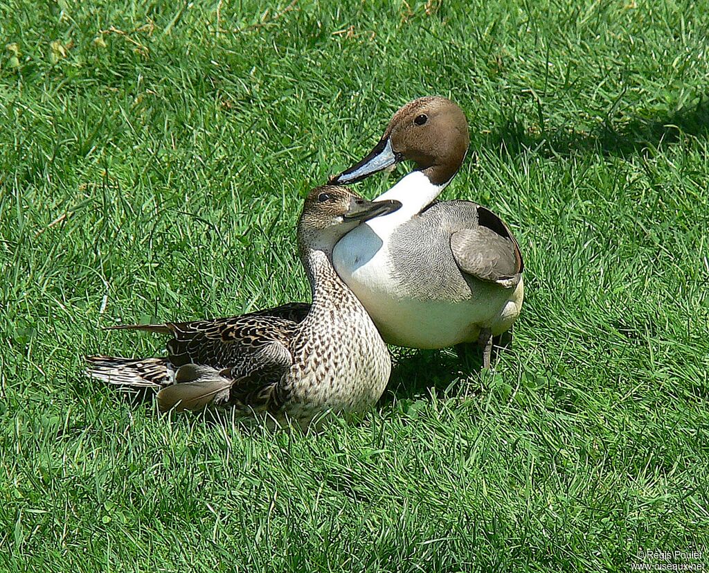 Canard pilet adulte nuptial