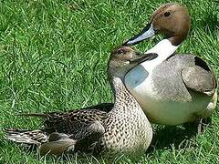 Northern Pintail