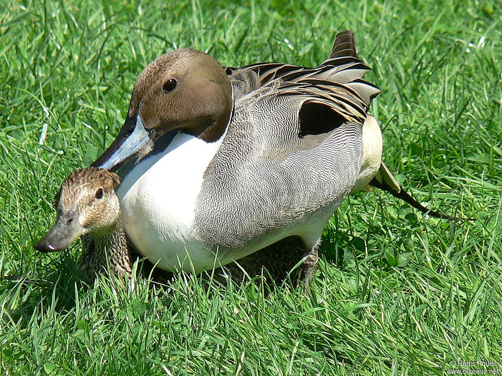 Canard pilet adulte nuptial