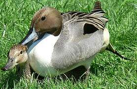 Northern Pintail