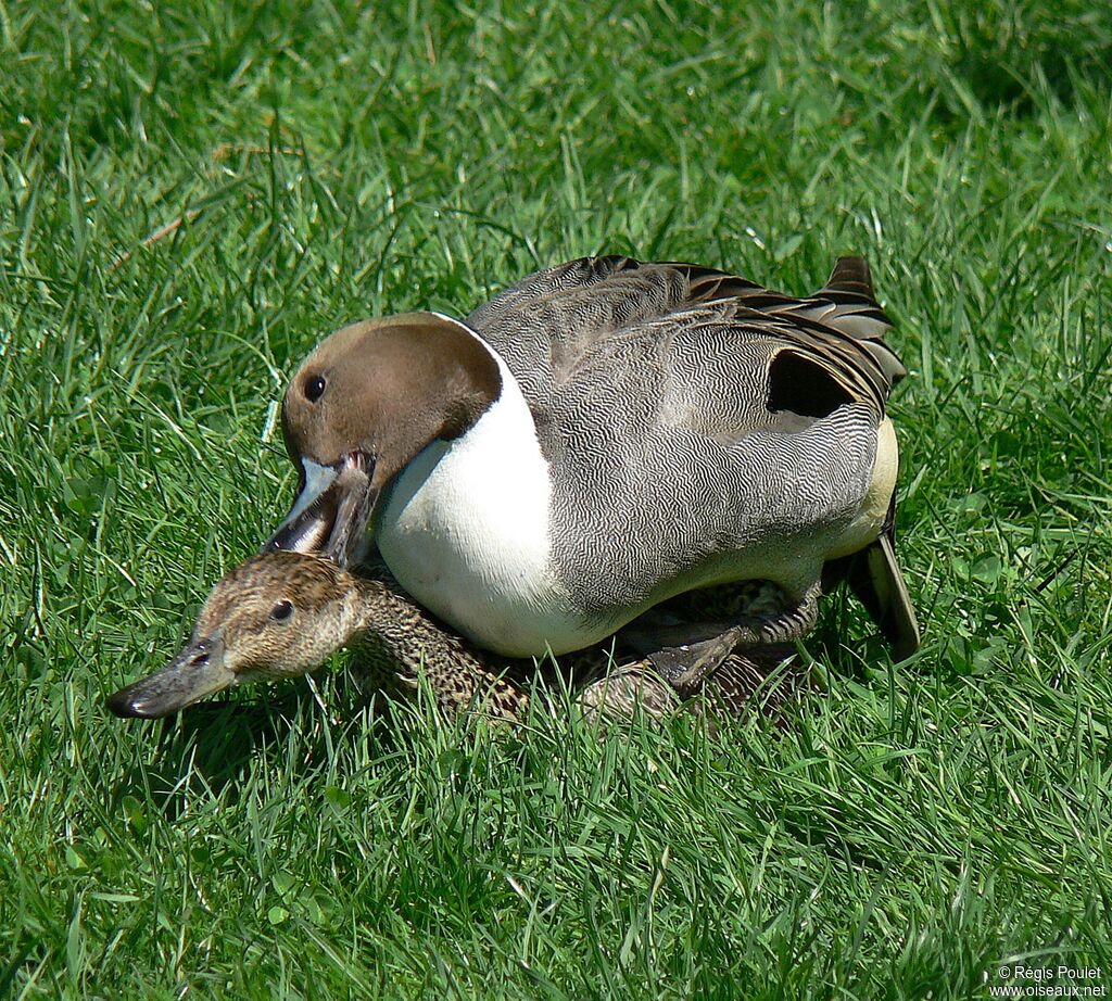 Canard pilet adulte nuptial