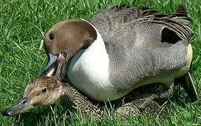 Northern Pintail