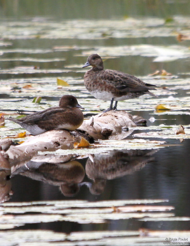 Eurasian Wigeon