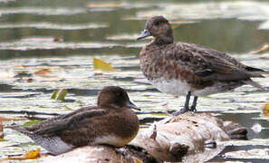 Canard siffleur