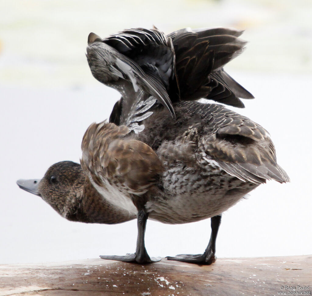 Canard siffleur femelle adulte, Comportement