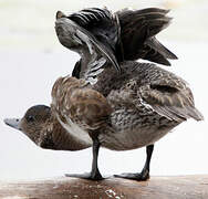 Eurasian Wigeon