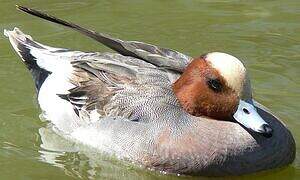 Eurasian Wigeon