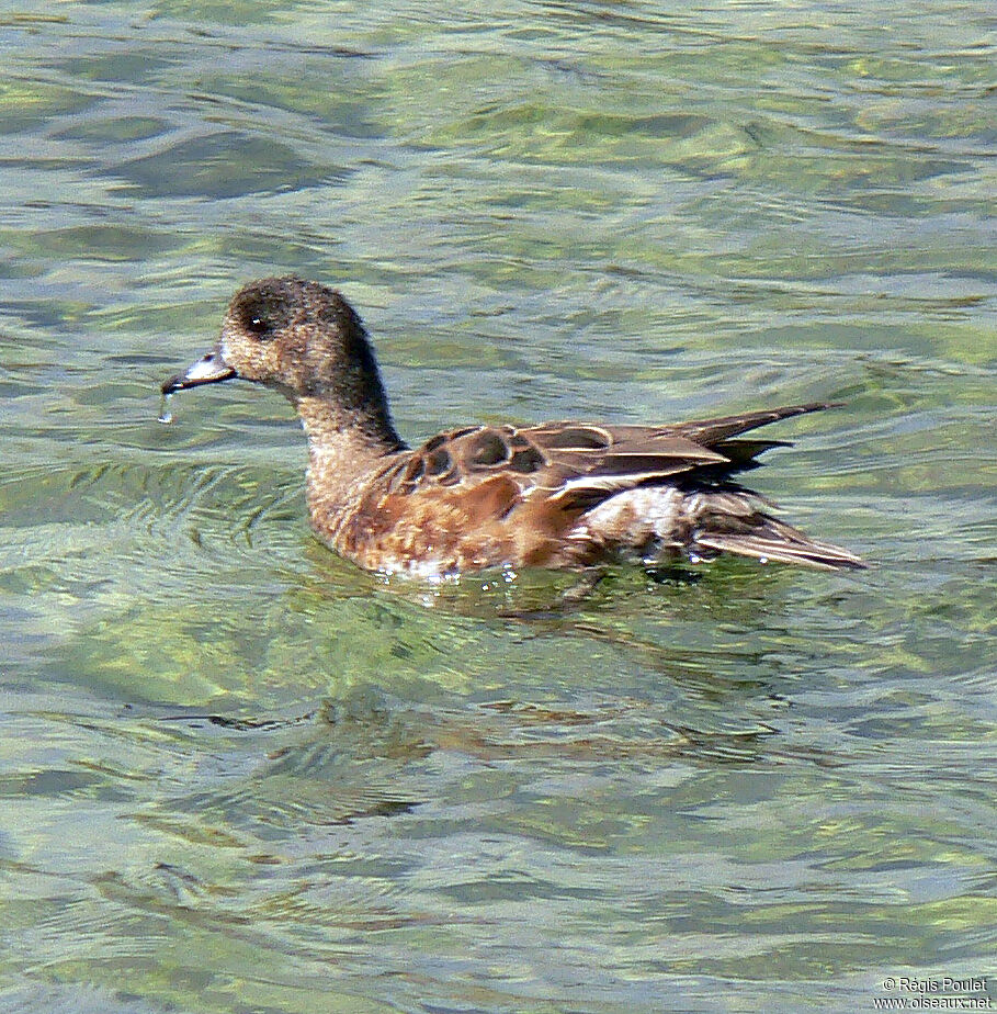 Canard siffleur femelle immature