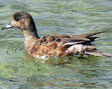 Canard siffleur