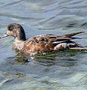 Canard siffleur