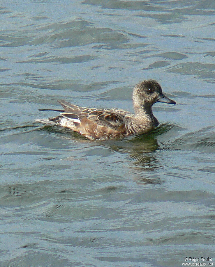 Eurasian Wigeon female immature