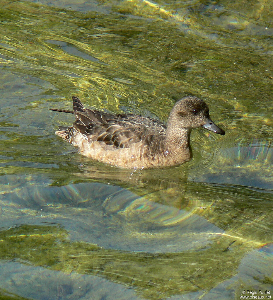 Canard siffleur femelle immature