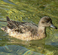 Canard siffleur