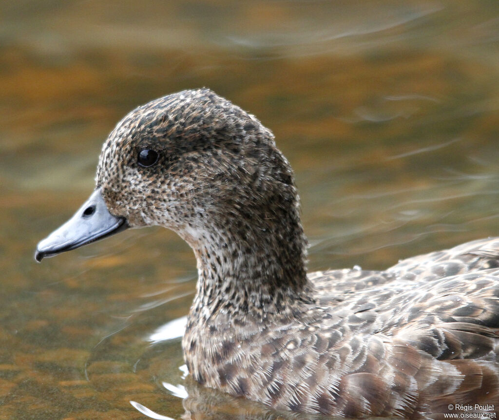 Eurasian Wigeonjuvenile, identification