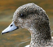 Eurasian Wigeon