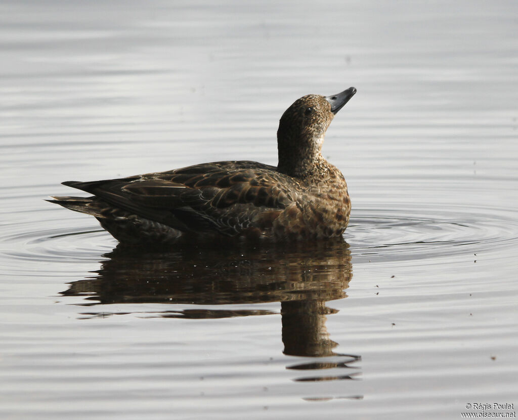 Canard siffleur femelle adulte, Comportement