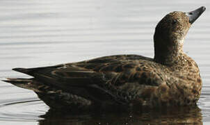 Eurasian Wigeon